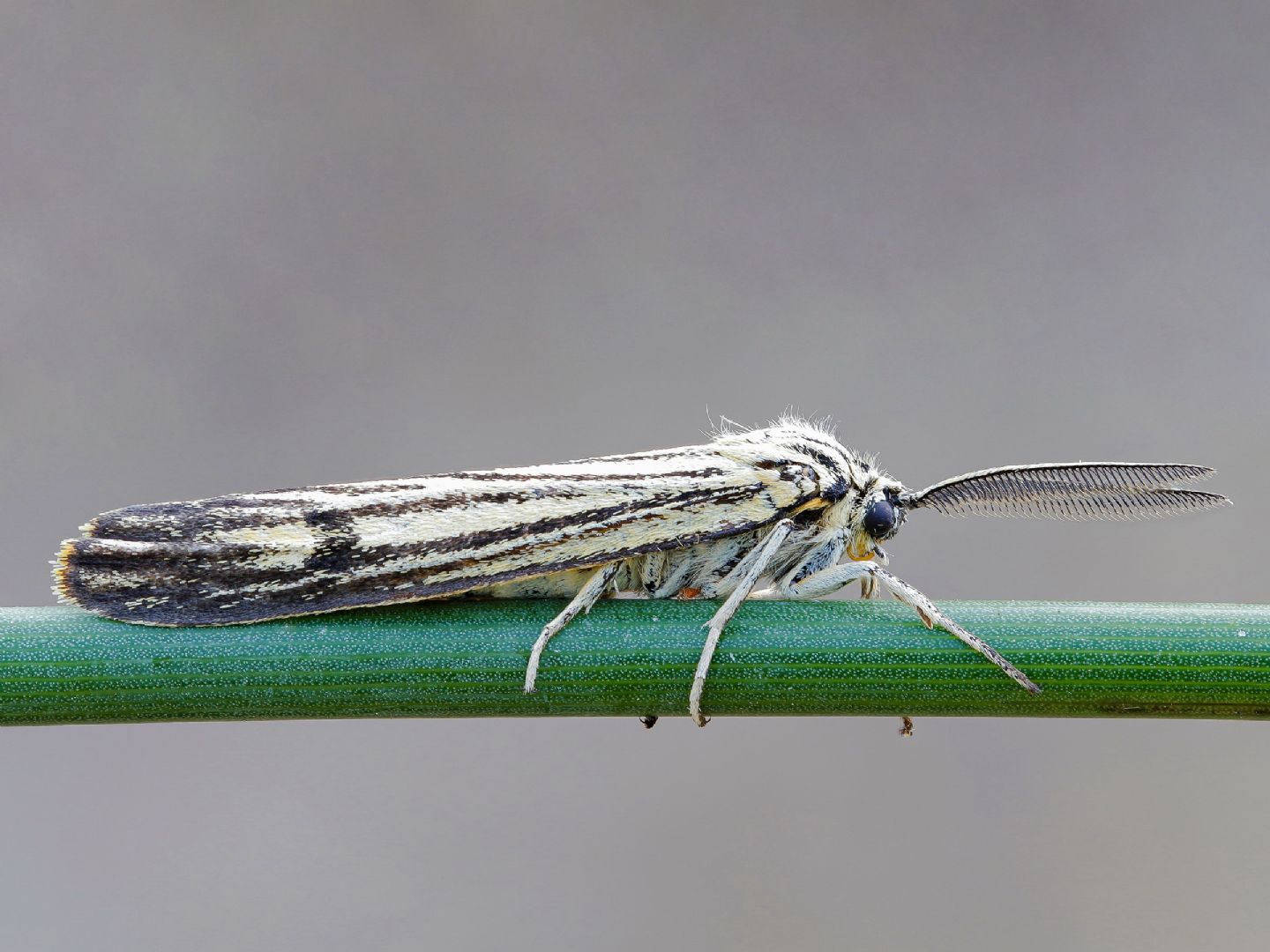 Erebidae Arctiinae - Coscinia striata